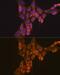 GDNF Family Receptor Alpha 1 antibody, GTX54146, GeneTex, Immunofluorescence image 