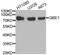 GLGB antibody, MBS129471, MyBioSource, Western Blot image 