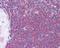 p56-LCK antibody, 48-821, ProSci, Immunohistochemistry paraffin image 