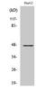 G Protein-Coupled Receptor 137C antibody, A17969, Boster Biological Technology, Western Blot image 
