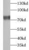 Ubiquitin Associated And SH3 Domain Containing B antibody, FNab09151, FineTest, Western Blot image 