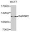 Gamma-Aminobutyric Acid Type B Receptor Subunit 2 antibody, abx006828, Abbexa, Western Blot image 