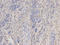 Protein Kinase CAMP-Dependent Type I Regulatory Subunit Alpha antibody, LS-B14852, Lifespan Biosciences, Immunohistochemistry frozen image 