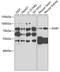 GRB2 Associated Binding Protein 1 antibody, 22-081, ProSci, Western Blot image 