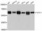 TSPY Like 1 antibody, LS-C747347, Lifespan Biosciences, Western Blot image 