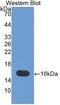 Tenascin C antibody, abx132091, Abbexa, Western Blot image 