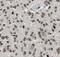 Transducin-like enhancer protein 1 antibody, FNab08720, FineTest, Immunohistochemistry frozen image 