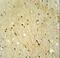 Von Willebrand Factor A Domain Containing 3B antibody, LS-C160561, Lifespan Biosciences, Immunohistochemistry frozen image 