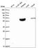 Nuclear Prelamin A Recognition Factor antibody, HPA053006, Atlas Antibodies, Western Blot image 