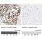 Microfibril Associated Protein 5 antibody, NBP1-82803, Novus Biologicals, Immunohistochemistry paraffin image 