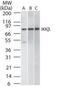 Inhibitor Of Nuclear Factor Kappa B Kinase Subunit Beta antibody, MA5-16154, Invitrogen Antibodies, Western Blot image 