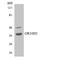 Olfactory Receptor Family 10 Subfamily H Member 1 antibody, LS-C200310, Lifespan Biosciences, Western Blot image 