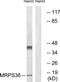Mitochondrial Ribosomal Protein S36 antibody, TA315987, Origene, Western Blot image 