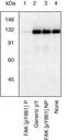 Protein Tyrosine Kinase 2 antibody, 44-626G, Invitrogen Antibodies, Western Blot image 