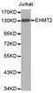 Euchromatic Histone Lysine Methyltransferase 2 antibody, LS-C332044, Lifespan Biosciences, Western Blot image 
