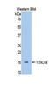 Serpin Family A Member 6 antibody, LS-C298416, Lifespan Biosciences, Western Blot image 