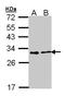 FKBP Prolyl Isomerase 3 antibody, LS-B5026, Lifespan Biosciences, Western Blot image 