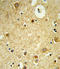 mRECK antibody, LS-C162528, Lifespan Biosciences, Immunohistochemistry frozen image 