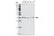 Autophagy Related 3 antibody, 3415T, Cell Signaling Technology, Western Blot image 