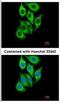 Serpin Family B Member 3 antibody, NBP2-20310, Novus Biologicals, Immunocytochemistry image 