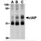 Baculoviral IAP Repeat Containing 2 antibody, MBS151377, MyBioSource, Western Blot image 