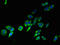 Transmembrane 4 L Six Family Member 1 antibody, LS-C376790, Lifespan Biosciences, Immunofluorescence image 