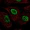 Transducin-like enhancer protein 1 antibody, HPA071396, Atlas Antibodies, Immunofluorescence image 