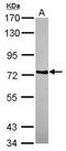 Cilia And Flagella Associated Protein 57 antibody, PA5-31657, Invitrogen Antibodies, Western Blot image 