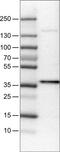 Ubiquitin Specific Peptidase 46 antibody, MA5-24601, Invitrogen Antibodies, Western Blot image 