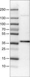 Ubiquitin Specific Peptidase 46 antibody, MA5-24601, Invitrogen Antibodies, Western Blot image 