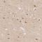 DnaJ Heat Shock Protein Family (Hsp40) Member C6 antibody, NBP2-38742, Novus Biologicals, Immunohistochemistry frozen image 