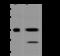 Inhibitor Of Nuclear Factor Kappa B Kinase Subunit Beta antibody, 201487-T44, Sino Biological, Western Blot image 