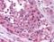 MLLT3 Super Elongation Complex Subunit antibody, orb86936, Biorbyt, Immunohistochemistry paraffin image 