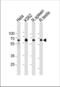 Histone Deacetylase 1 antibody, TA324678, Origene, Western Blot image 