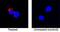 Interleukin 1 Beta antibody, BAF501, R&D Systems, Western Blot image 