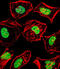 Heart And Neural Crest Derivatives Expressed 2 antibody, abx029217, Abbexa, Immunocytochemistry image 