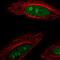 DEAD-Box Helicase 23 antibody, NBP2-58799, Novus Biologicals, Immunofluorescence image 