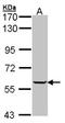 Inosine Monophosphate Dehydrogenase 1 antibody, NBP1-32854, Novus Biologicals, Western Blot image 