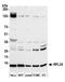 Ribosomal Protein L30 antibody, A305-048A, Bethyl Labs, Western Blot image 
