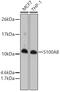 S100 Calcium Binding Protein A8 antibody, 16-785, ProSci, Western Blot image 