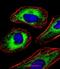 Cellular myelocytomatosis oncogene antibody, orb345879, Biorbyt, Immunofluorescence image 