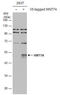 Wnt Family Member 7A antibody, GTX105680, GeneTex, Western Blot image 