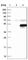 SERTA Domain Containing 2 antibody, HPA020904, Atlas Antibodies, Western Blot image 