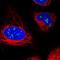 Treacher Collins syndrome protein antibody, NBP1-86908, Novus Biologicals, Immunofluorescence image 