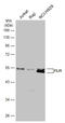 Fli-1 Proto-Oncogene, ETS Transcription Factor antibody, GTX112937, GeneTex, Western Blot image 