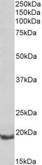 BCL2 Related Protein A1 antibody, STJ73018, St John