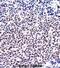 Nuclear Factor Of Activated T Cells 1 antibody, abx027677, Abbexa, Immunohistochemistry frozen image 