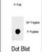 Quiescin Sulfhydryl Oxidase 1 antibody, abx032092, Abbexa, Dot Blot image 