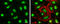MAF BZIP Transcription Factor G antibody, GTX114541, GeneTex, Immunofluorescence image 