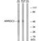 Arrestin Domain Containing 3 antibody, A07177, Boster Biological Technology, Western Blot image 